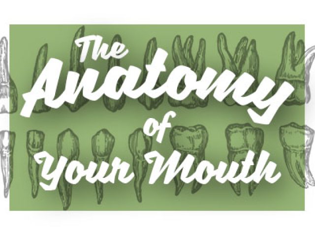 Oral Anatomy 101 (featured image)